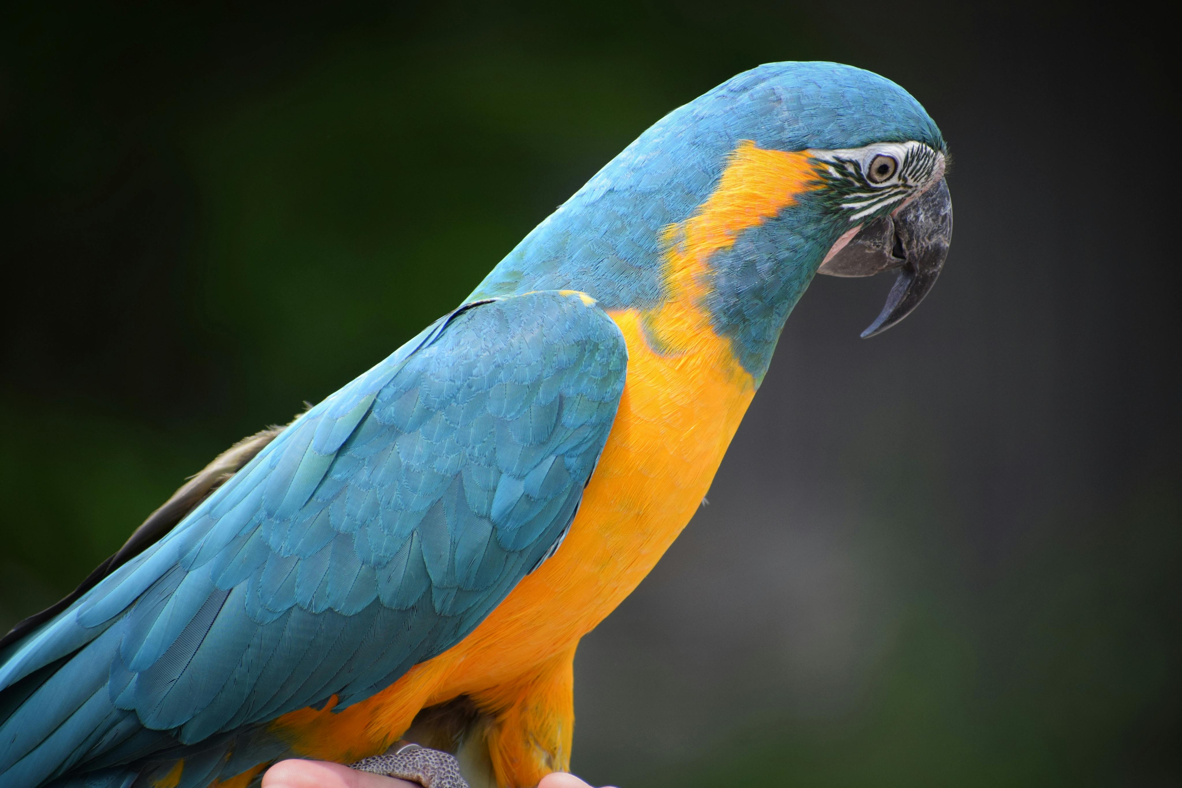 BLUE THROATED MACAW