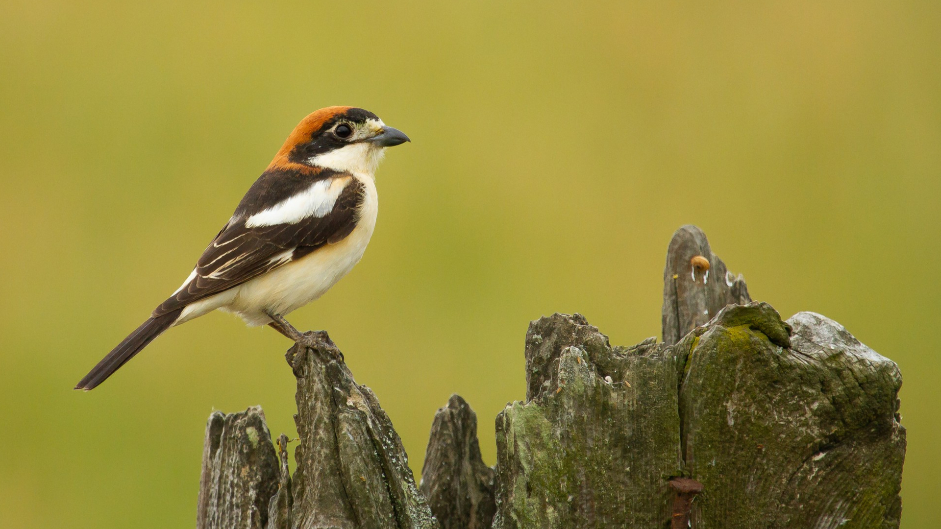 Identification of Sex in Parrots